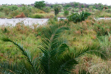 Ferns along Okavango River, Okavango Delta, Namibia, Africa