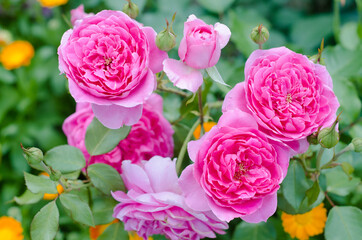 pink roses in garden