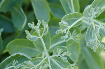 close up of a green leaf