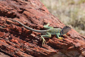 Halsbandleguan 2