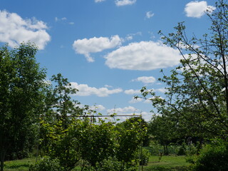 blue sky with white clouds and tree tops