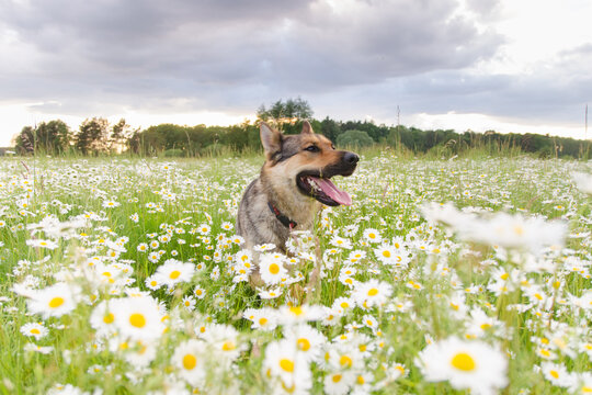 Dog on a walk in the summer on a green meadow with wild white daisies.