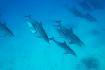 Fototapeta premium Bottlenose Dolphins, Matemwe Bay, Zanzibar, Tanzania, Africa