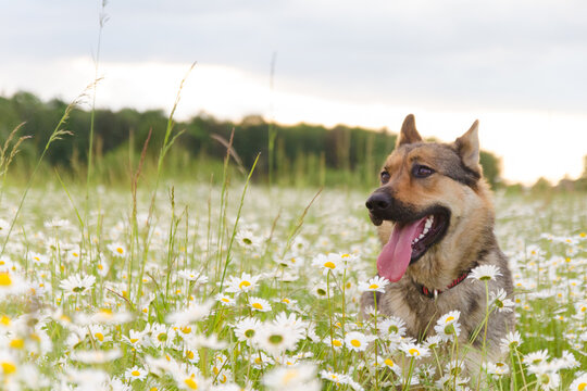 Dog on a walk in the summer on a green meadow with wild white daisies.
