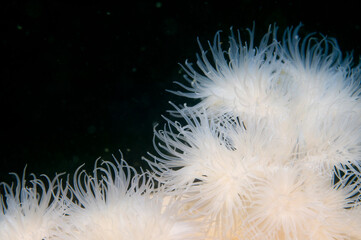 Puget Sound Marine Life, Washington, USA