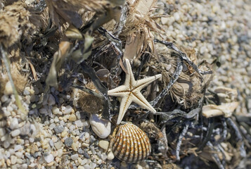 Starfish shell, sand and sea in the background