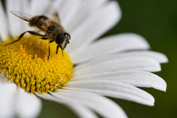 A bee on a camomile flower. Macro photo. White petals and yellow stamens of a camomile. Yellow...