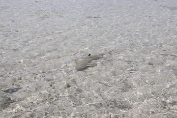 Obraz premium Requin de lagon en bord de plage à Rangiroa, Polynésie française