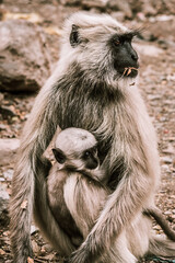 big gray monkey holds his little baby in the park 3