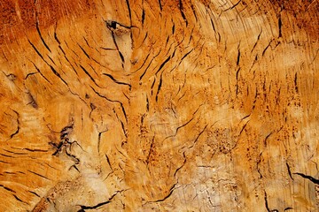 old wood texture