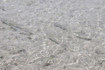 Poissons de lagon à Rangiroa, Polynésie française