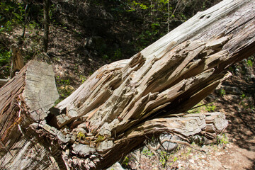 Fototapeta na wymiar a broken and splintered tree stump