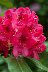 Rhododendron flowers close by. Purple flowers with green leaves on a blurred background.