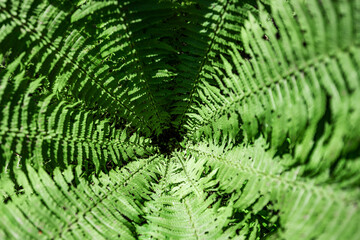 Fern in the forest as a background. Flower plants outdoors. Beautiful green color.