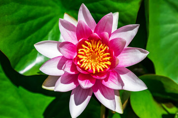 Water lily growing on an artificial water reservoir