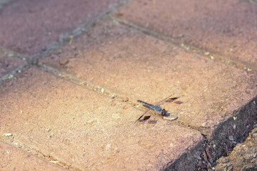 Banded Groundling Dragonfly On Sidewalk (Brachythemis leucosticta), Marble Hall, South Africa