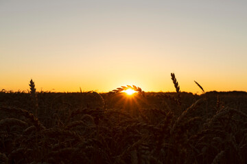 Fototapeta na wymiar Sunrise over the wheal field