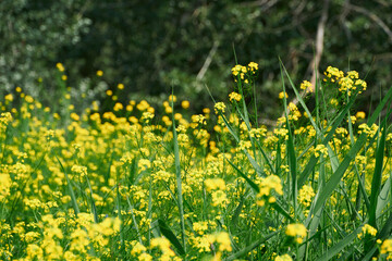 Obraz premium beautiful summer landscape - a meadow with yellow flowers in the forest on a bright Sunny day