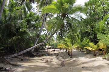 Forêt de palmiers à Rangiroa, Polynésie française	