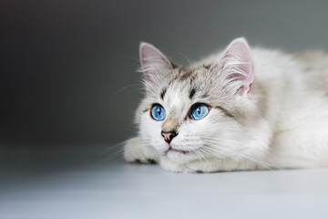 White kitten with blue eyes    