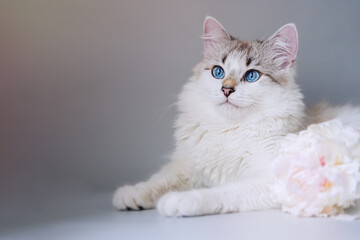 White cat with blue eyes near a bouquet of fresh peonies     
