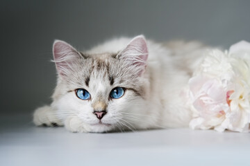White cat with blue eyes near a bouquet of fresh peonies      © D'Action Images
