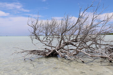 Branches mortes dans un lagon à Rangiroa, Polynésie française	