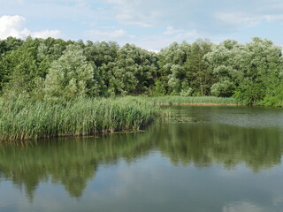 river and forest around. Lots of grass