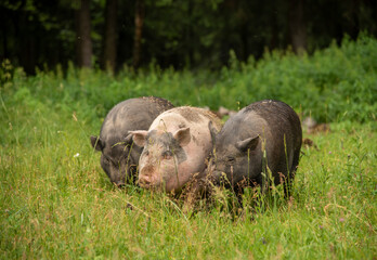 Three fat pigs are walking on thick green grass.