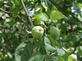 apples on a tree and sunny day