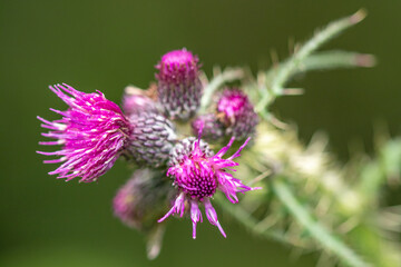 Thistles in flower