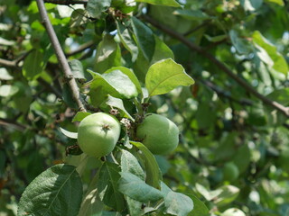 apples on a tree and sunny day