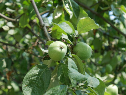apples on a tree and sunny day