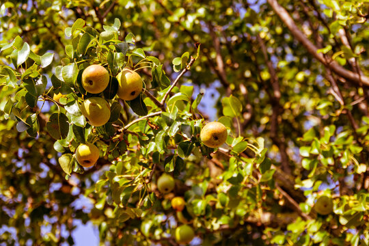 &Aacute;rbol de peras silvestres en el campo