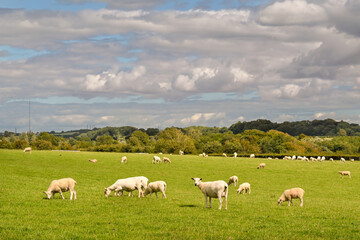 Fototapeta na wymiar Flock of sheep standing in a field. No people. Copy space.