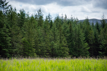 forest and sky