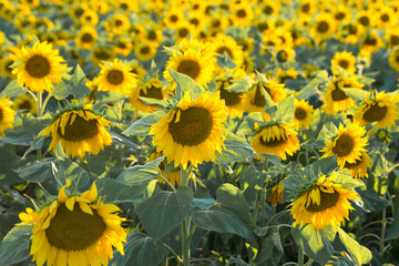Fototapeta na wymiar Bright golden sunflower field at sunset.