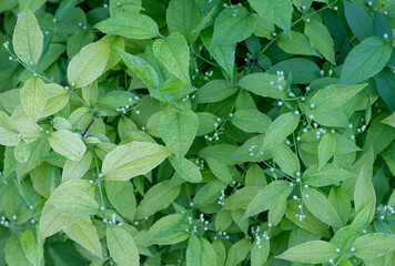 green leaves background