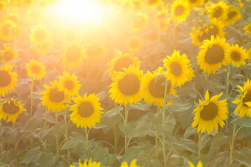 Obraz premium Bright golden sunflower field at sunset.