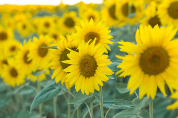 Obraz premium Bright golden sunflower field at sunset.