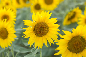 Naklejka premium Bright golden sunflower field at sunset.