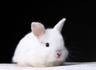 small white rabbit on a dark background  sitting on a white cloth