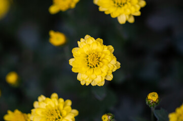 flower close up wallpaper background