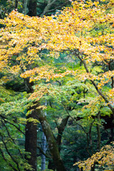 Naklejka premium autumn leaf red orange wallpaper background