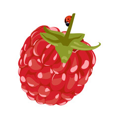 Raspberry Vector Illustration. Red Berry Drawing. Background design for sweets and pastries filled with raspberry, dessert menu, health care products, natural cosmetics. Collection berries with leaves