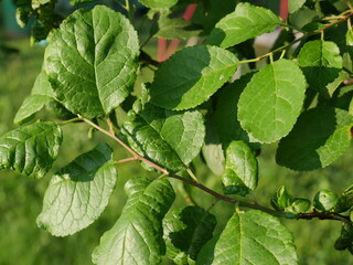 green leaves on a branch