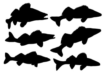 Zander fish. Vector image.