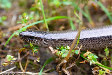 Detail of the Blindworm Fragile (Anguis fragilis) in the Nature