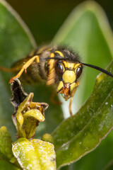 wasp on a leaf