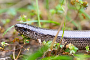 Detail of the Blindworm Fragile (Anguis fragilis) in the Nature